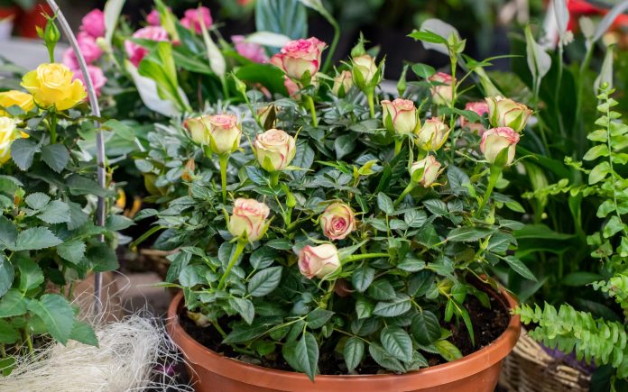 Dwarf rose bush in a flower pot. Small rose blossom small flowers on green bush Natural fragrant beautiful home flower, green rose bud fresh natural