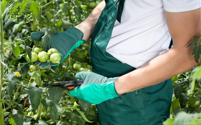 Gardener pruning tomatoes in a greenhouse, horizontal