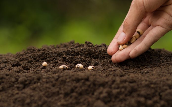 Hand Sowing seeds to losing soil. growth vegetable at home and backyard garden, Retirement hobby and gardening concept.