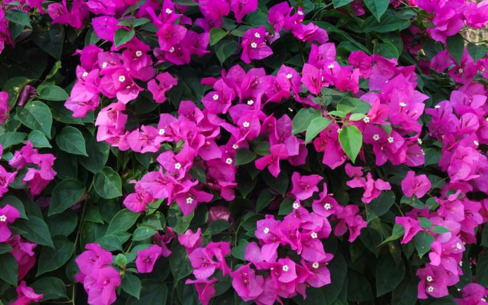 Buganvilla menor (Bougainvillea glabra), flores de buganvilla Arbusto decorativo grande y exuberante con flores de color carmesí brillante y hojas verdes
