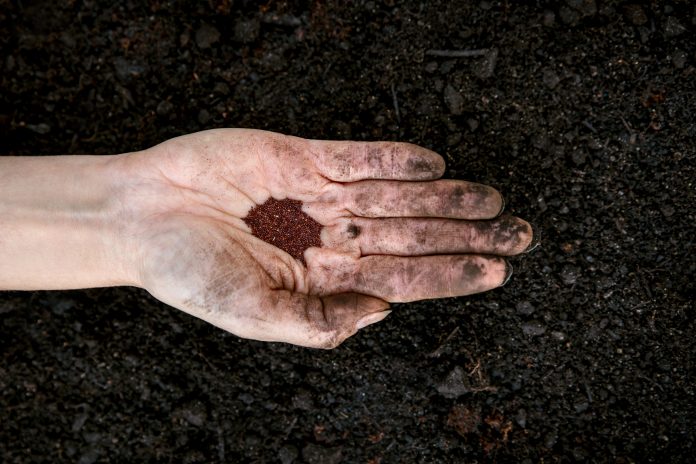 woman is holding and planting some oregano seed in a plant pot full of fresh soil and compost