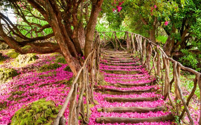 La escalera que recorre el camino está cubierta por los pétalos rosas y morados caídos del laurel en flor