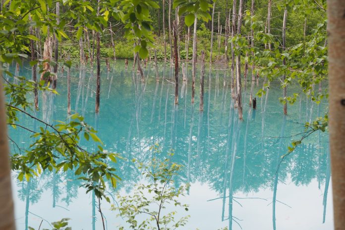 A blue, turquoise water of pond caused by  colloidal aluminium hydroxide in the water in Biei, Hokkaido, northern Japan